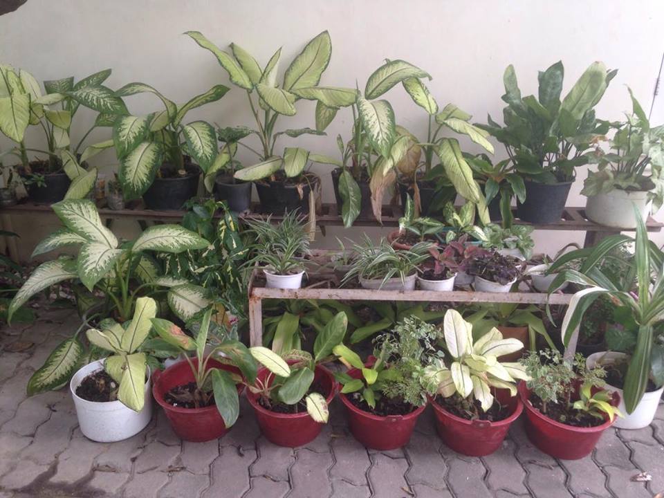 more-plants